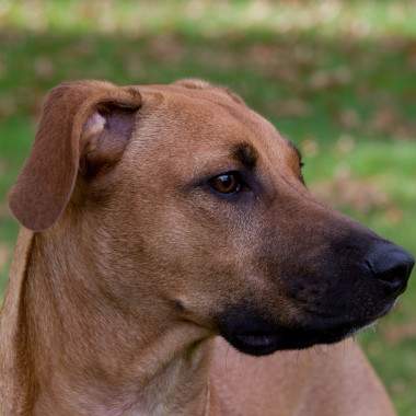 Blackmouth Cur