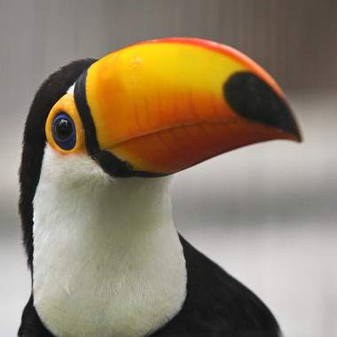 Touchy Toucan